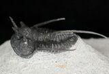 Devil Horned Cyphaspis & Gerastos Trilobites #18589-2